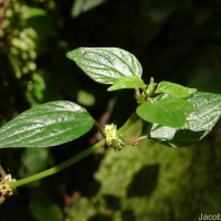 Pouzolzia zeylanica (L.) Benn.